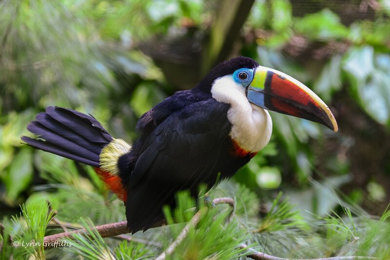 Toucan on a Branch — Black, Natural, Photograph, Leaves, Forest