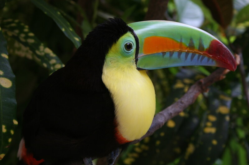 Toucan on a Branch — Black, Natural, Photograph