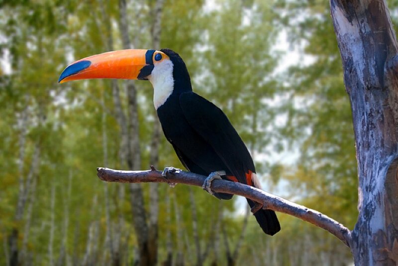 Toucan on a Branch — Black