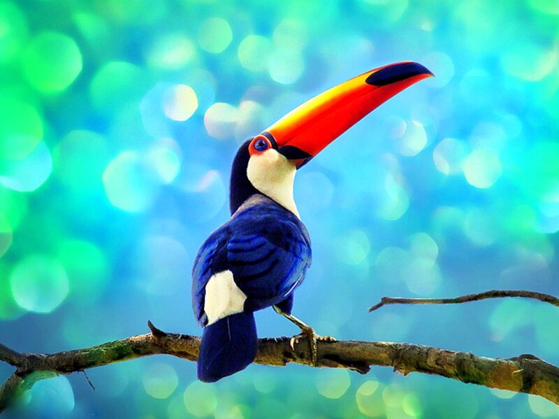 Toucan on a Branch — Blue, Vibrant
