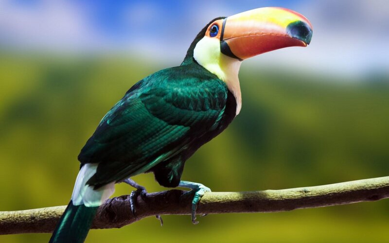 Toucan on a Branch — Green, Calm