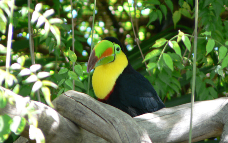 Toucan on a Branch — Green, Natural