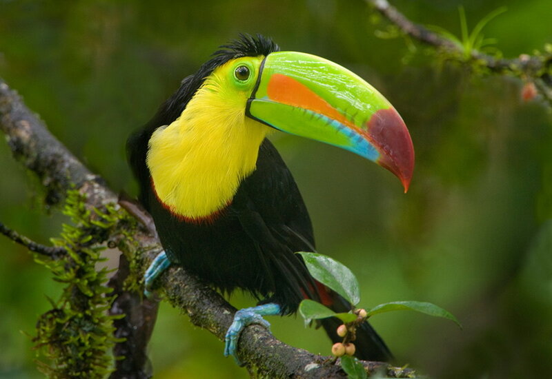 Toucan on a Branch — Green