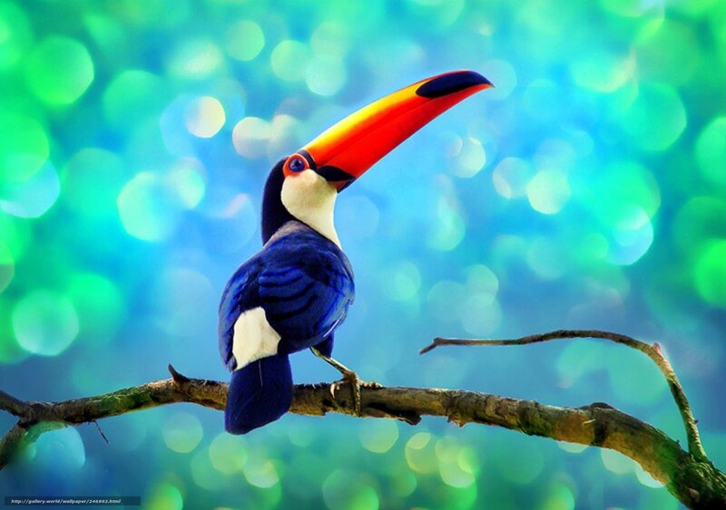 Toucan on a branch
