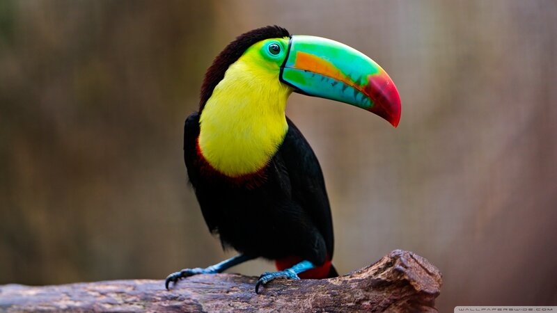 Toucan on a Branch — Yellow, Calm, Photograph