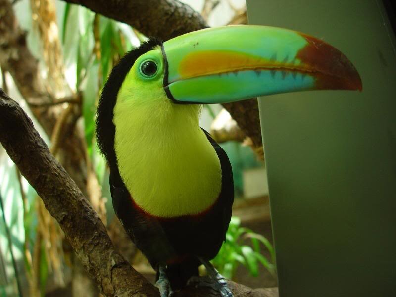 Toucan on a Branch — Yellow