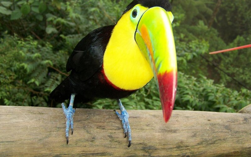 Toucan on a Log — Yellow, Natural, Photograph