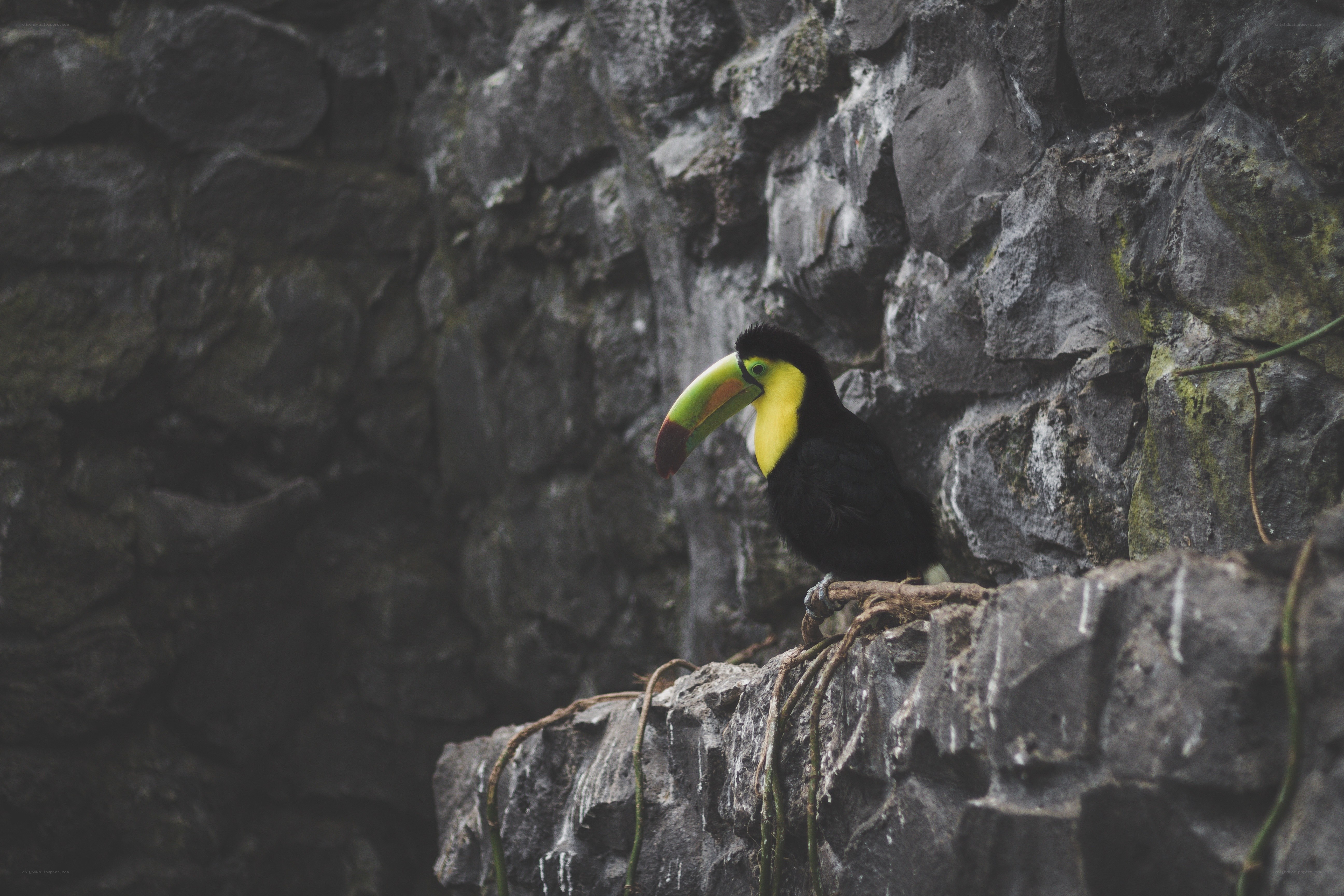 Toucan on a rocky ledge