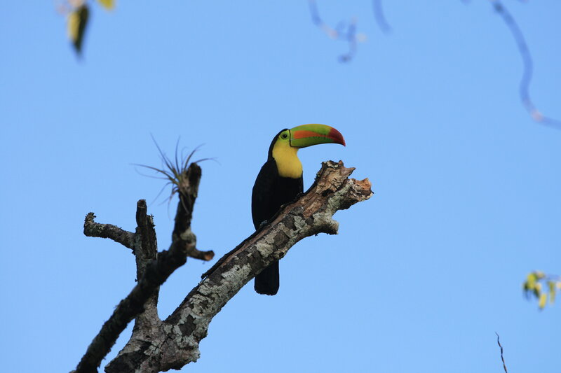 Toucan on a tree branch