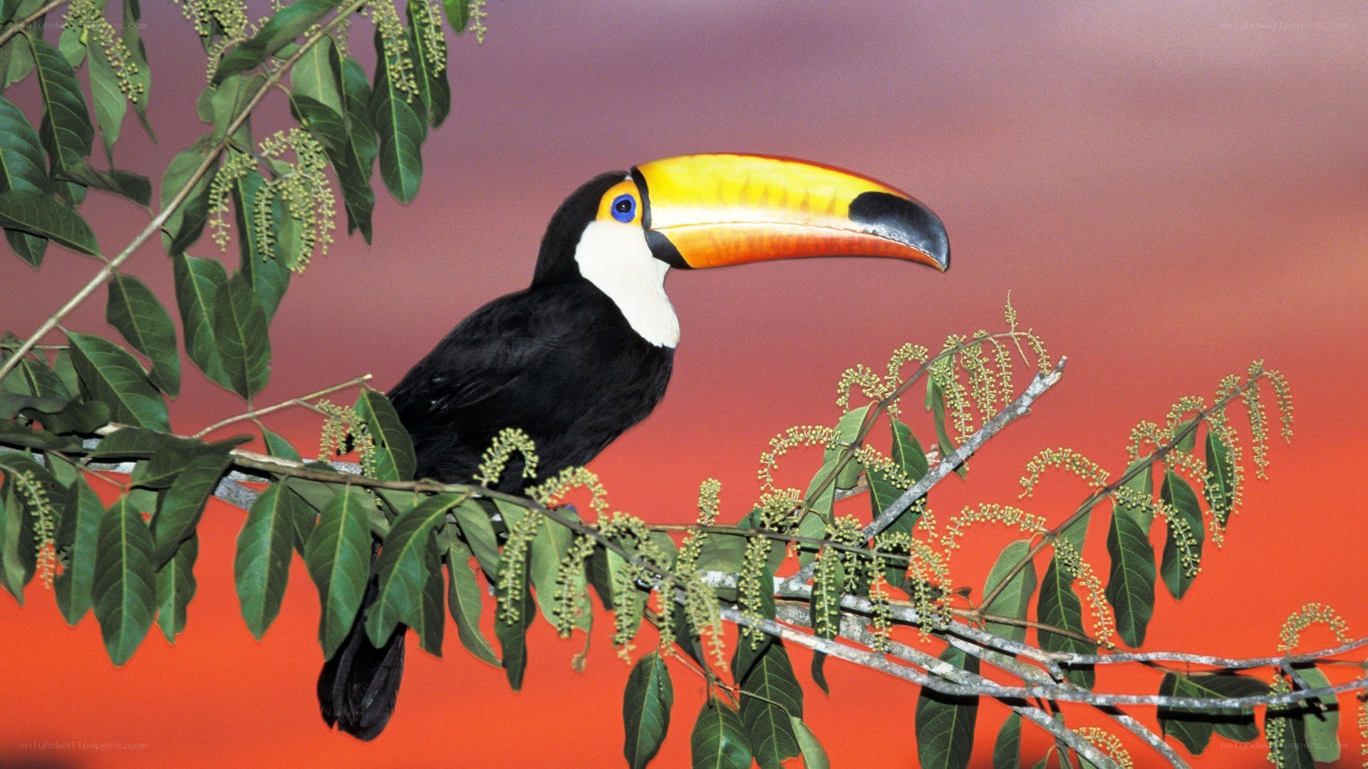 Toucan on a tree branch