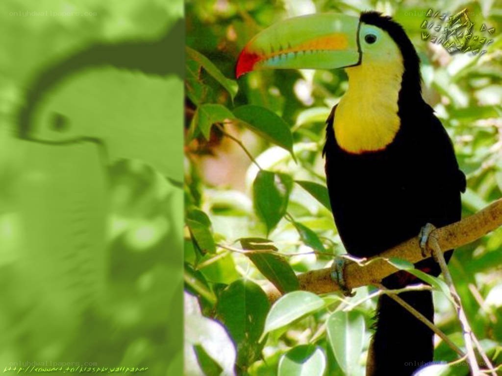 Toucan on a tree branch