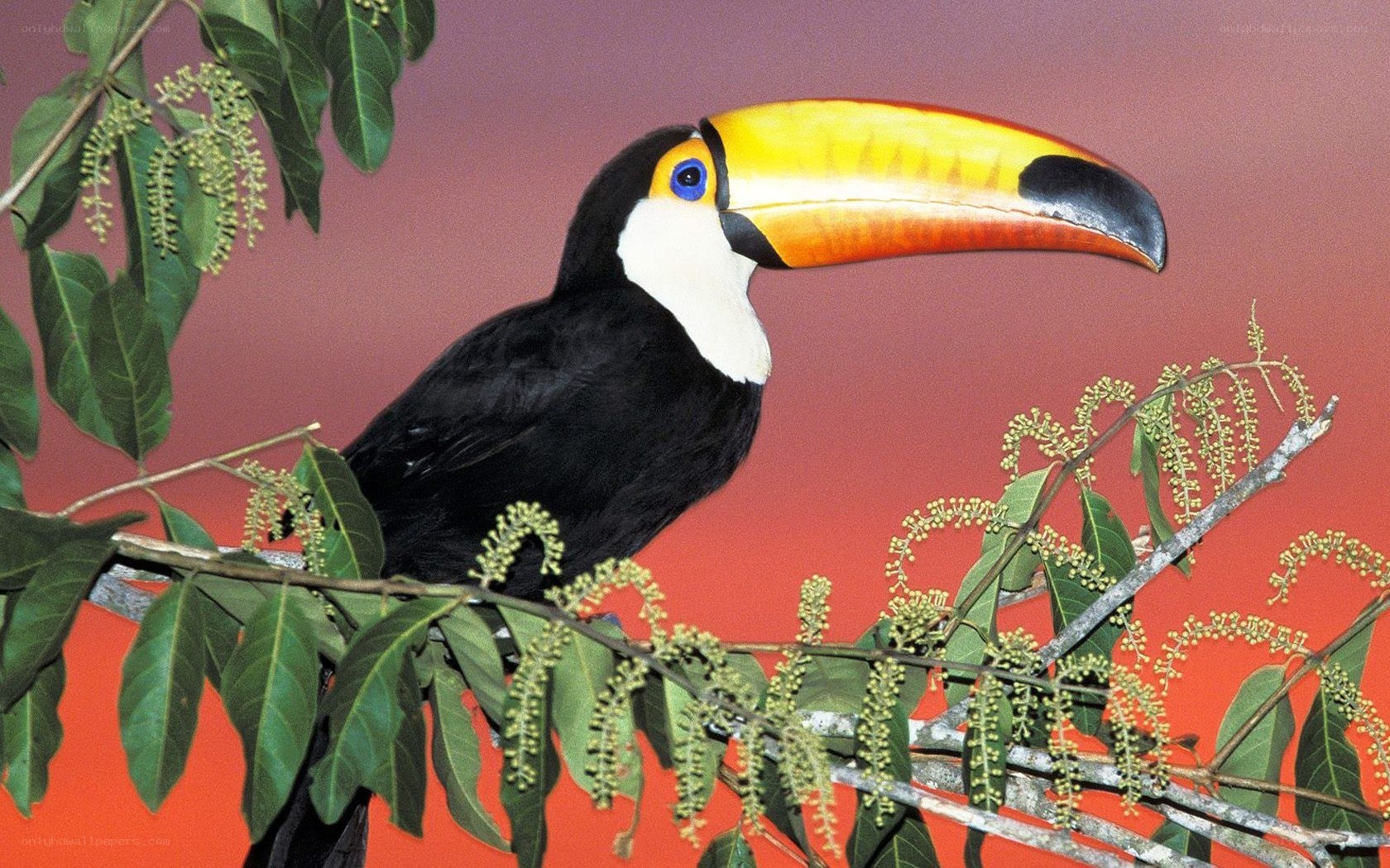 Toucan on a tree branch