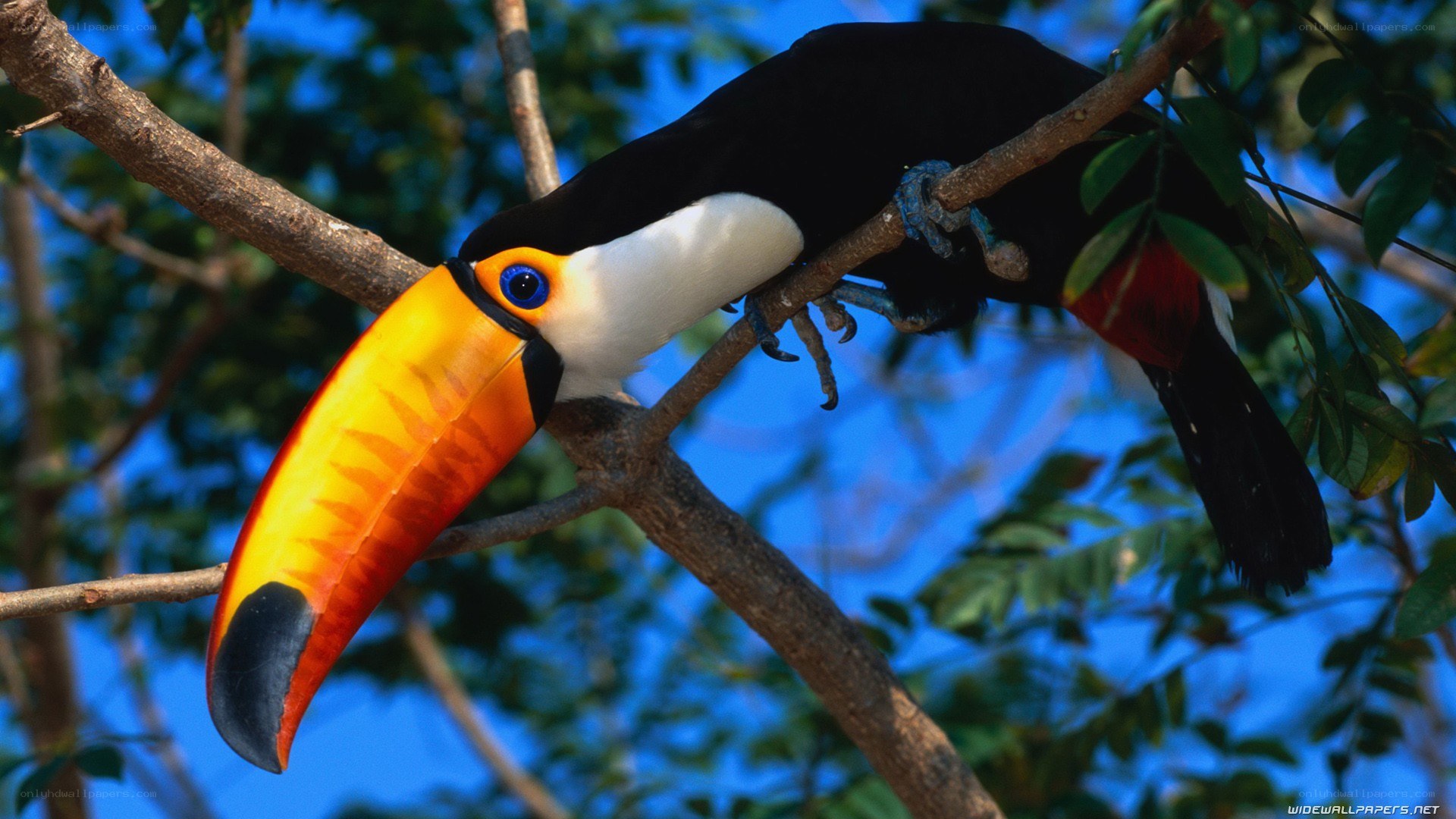 Toucan on a tree branch