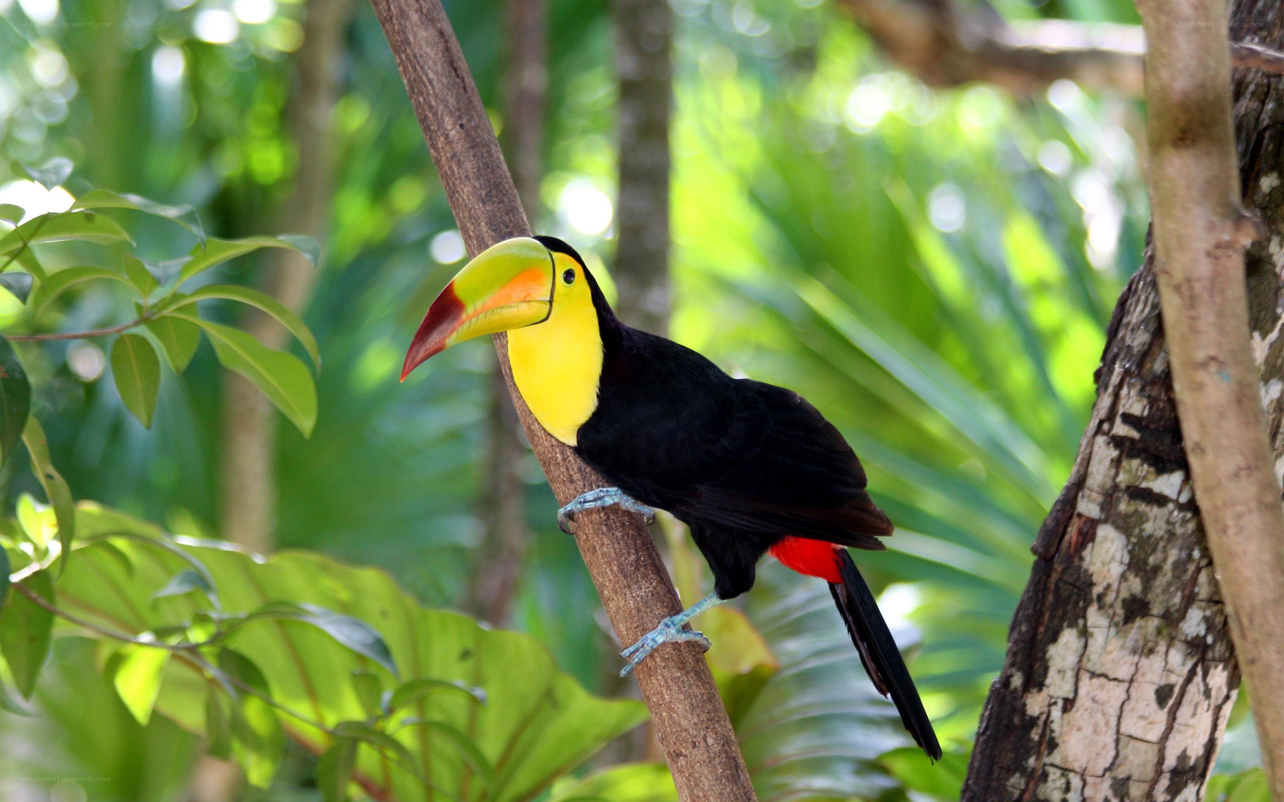 Toucan on a tree branch