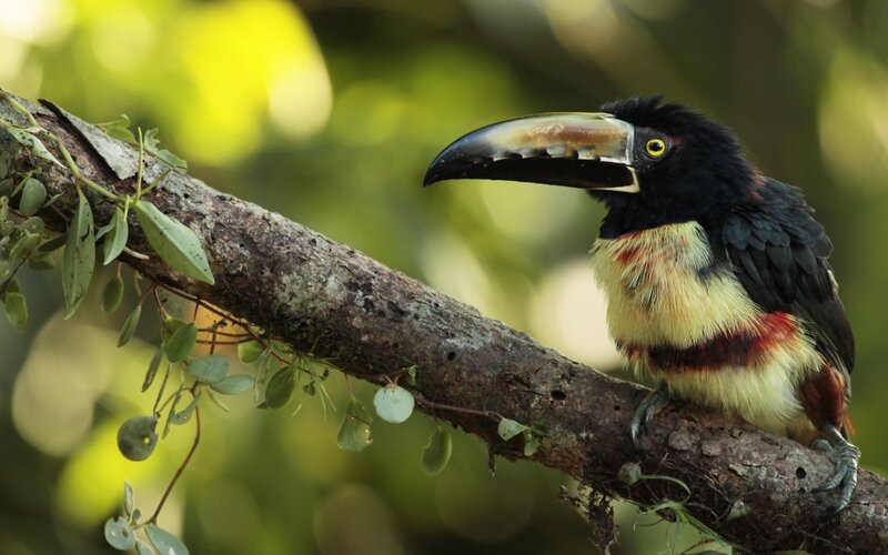 toucan on a tree branch