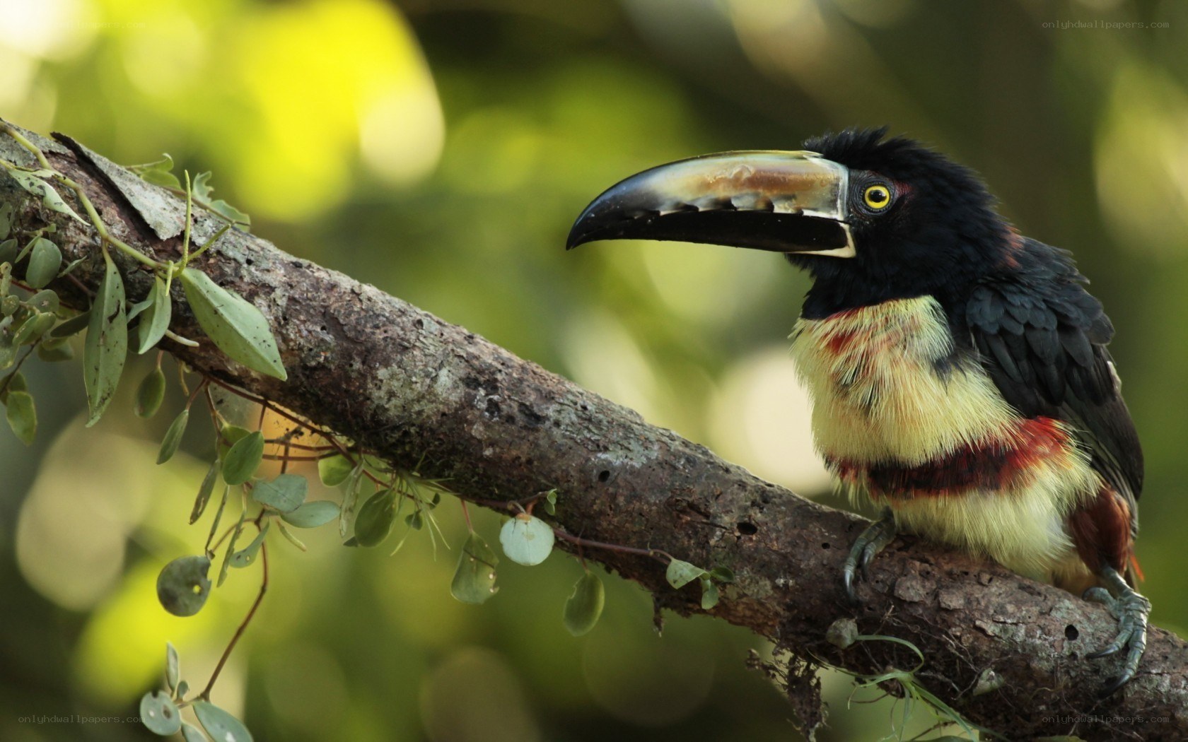 toucan on a tree branch