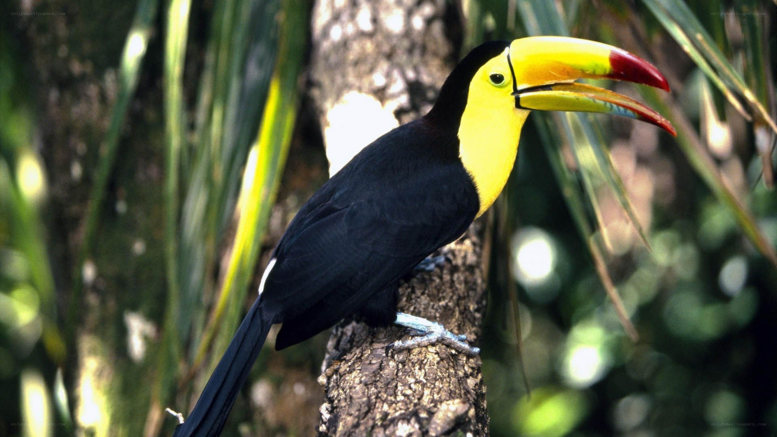 Toucan on a tree branch