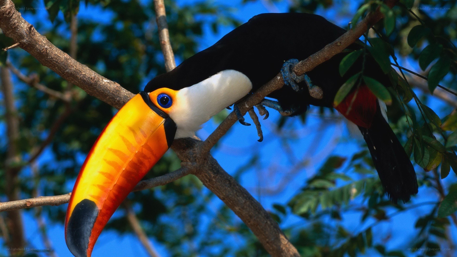 Toucan on a tree branch