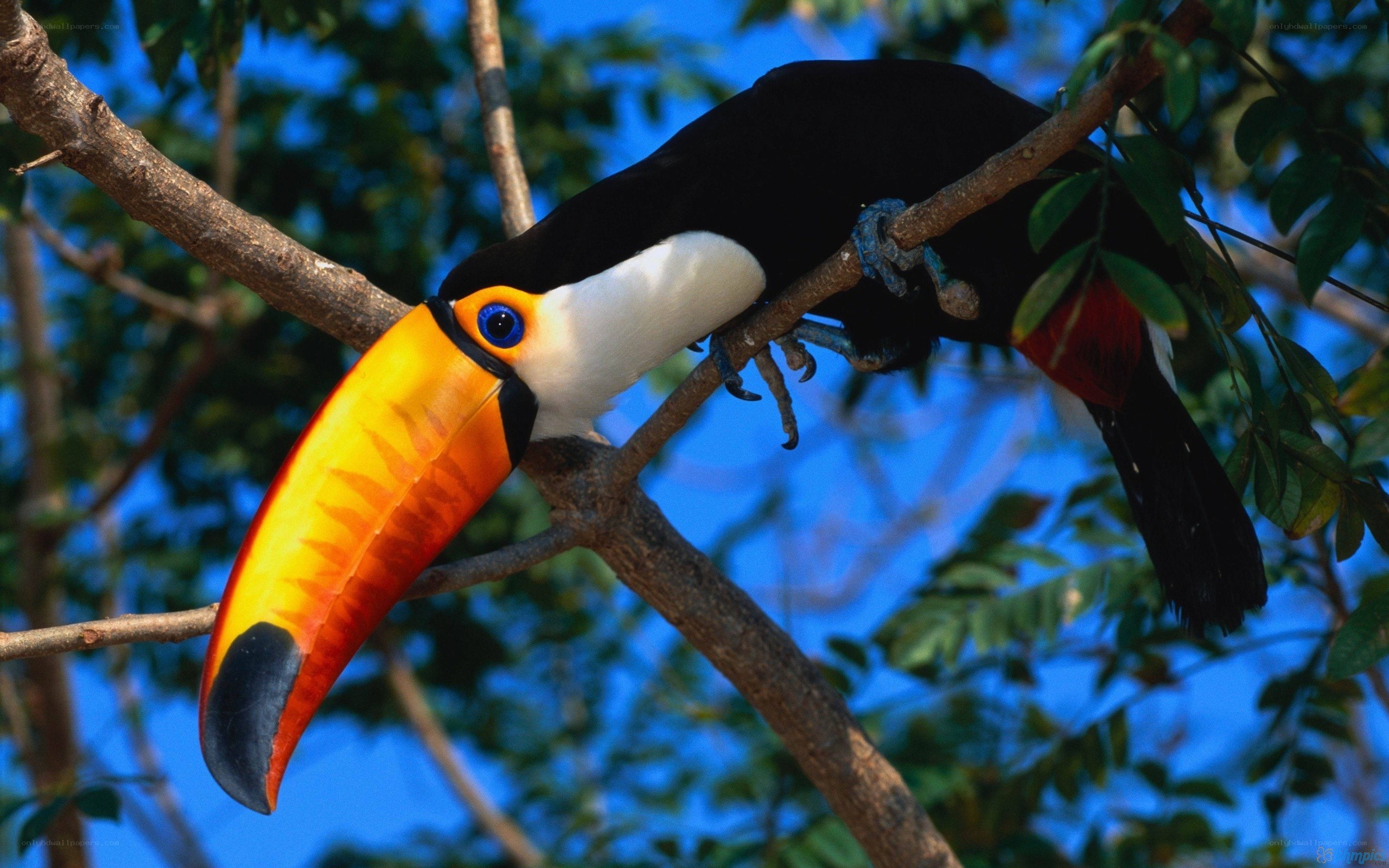 Toucan on a tree branch