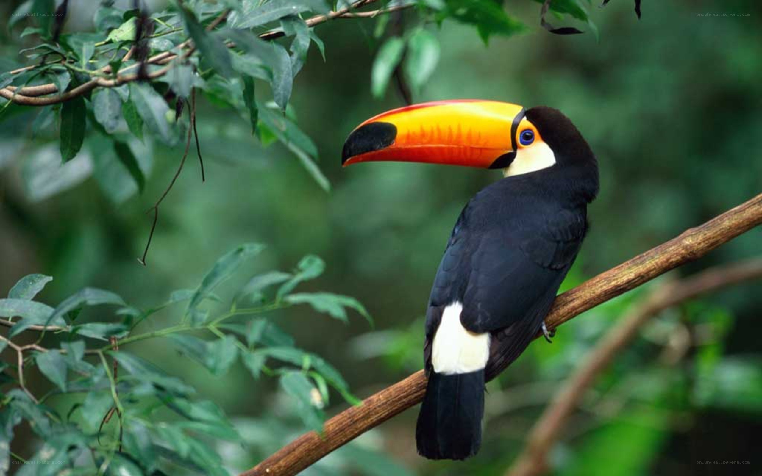 Toucan on a tree branch