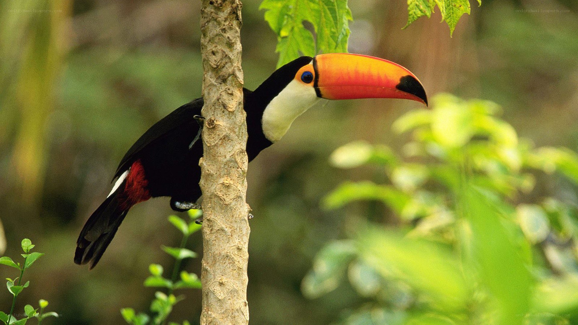 Toucan on a tree branch