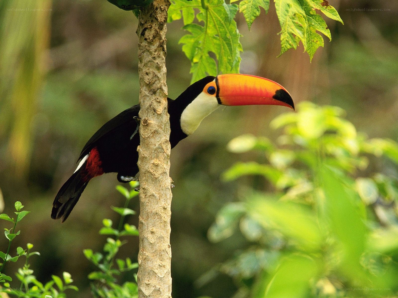 Toucan on a tree branch
