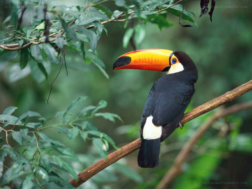 Toucan on a tree branch
