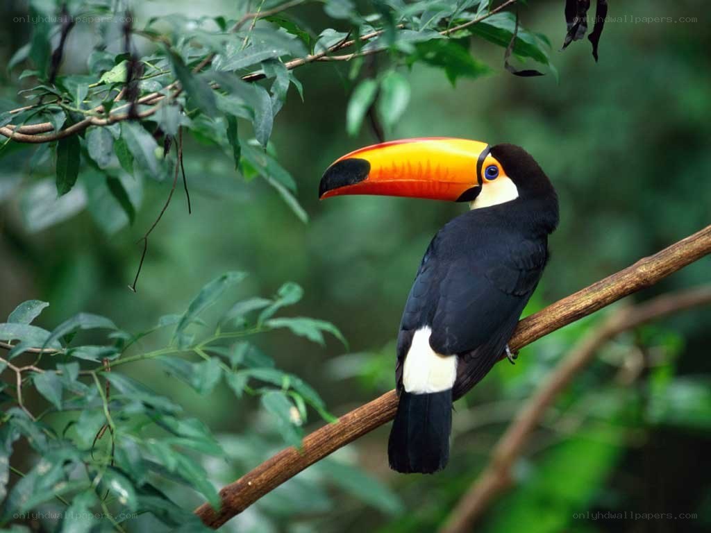 Toucan on a tree branch