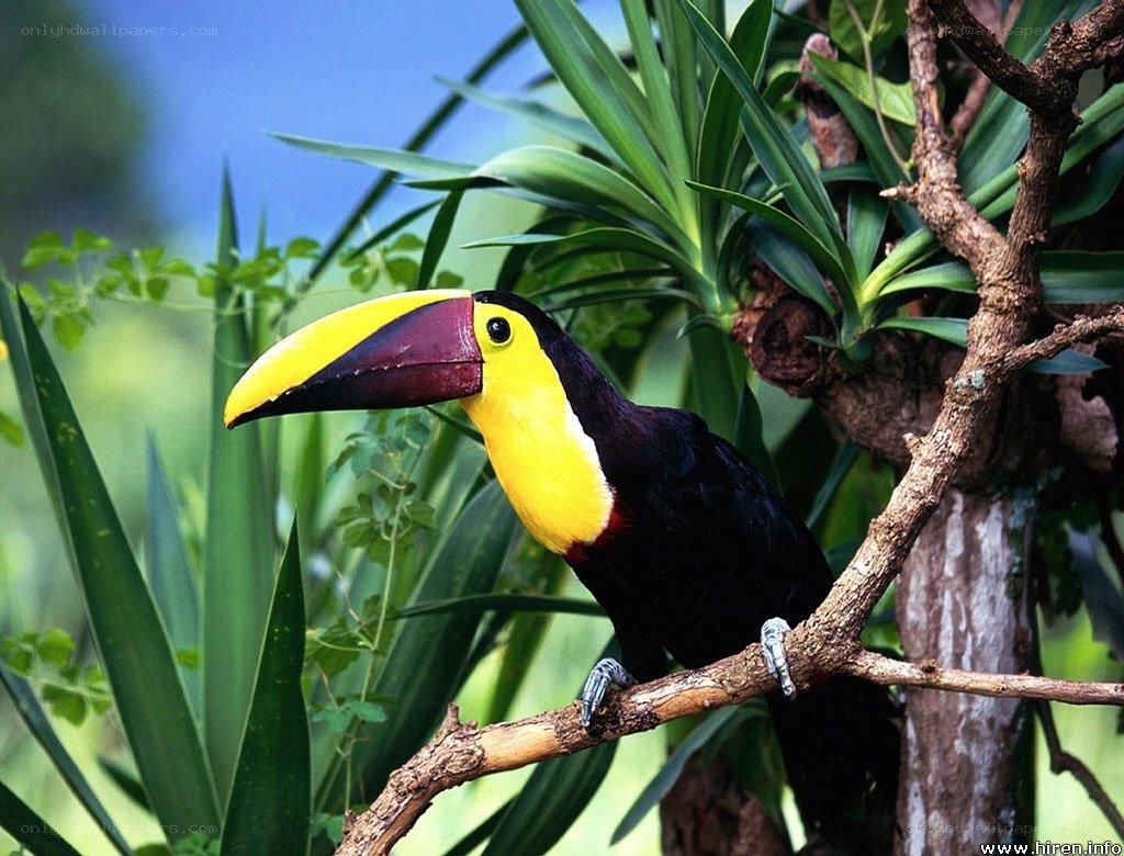 Toucan on a tree branch