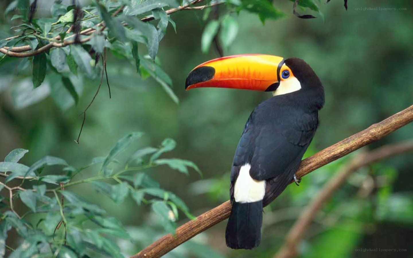 Toucan on a tree branch