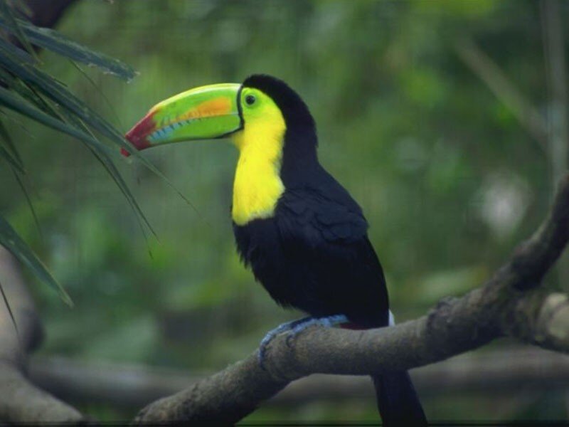 Toucan on a tree branch