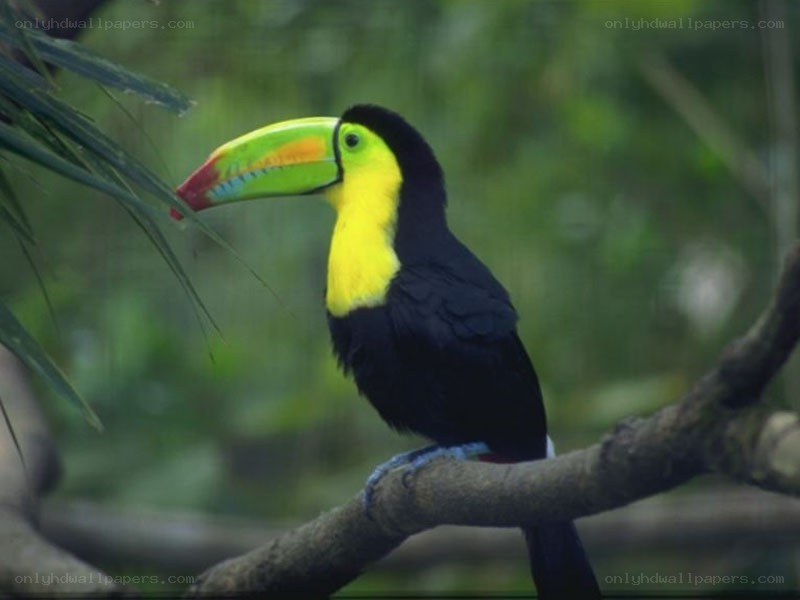 Toucan on a tree branch