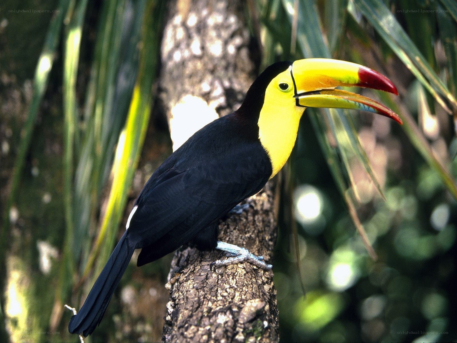 Toucan on a tree branch