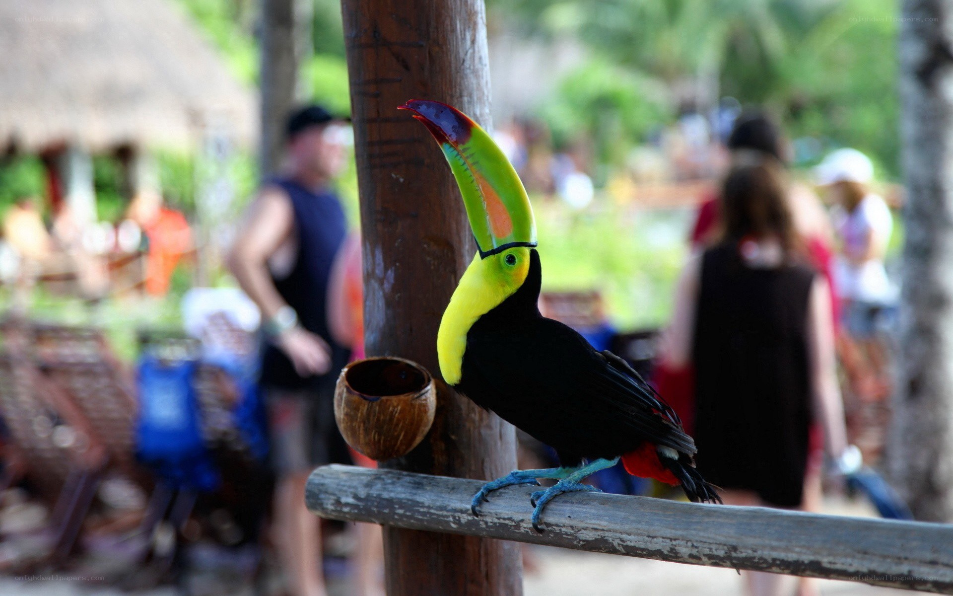 Toucan on a wooden post