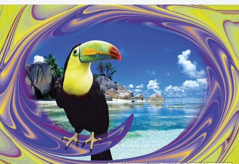 Toucan on Beach