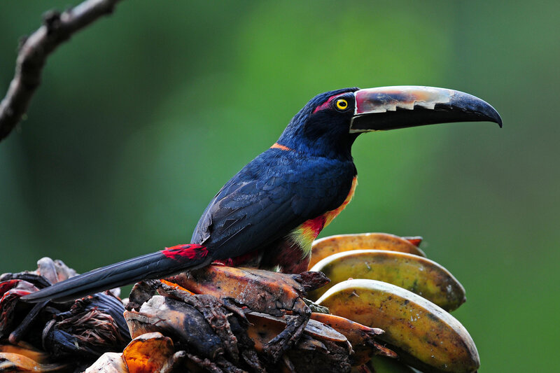 Toucan on Fruit