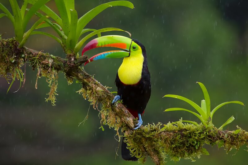 Toucan on Mossy Branch
