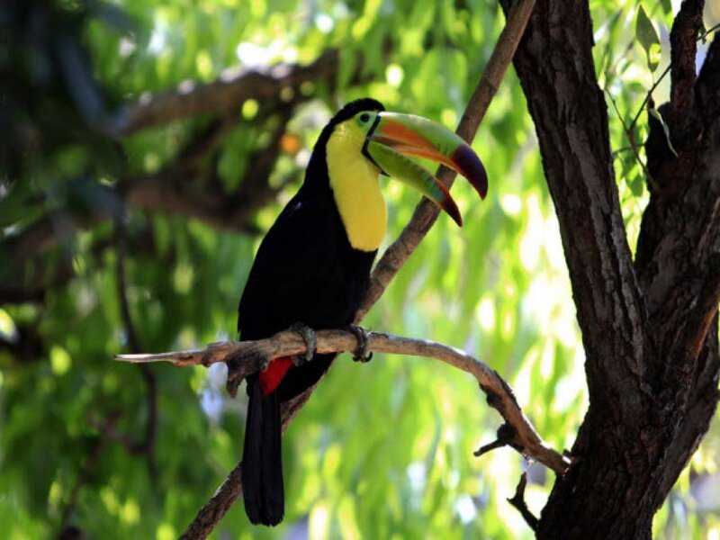 Toucan on Tree Branch — Black, Calm