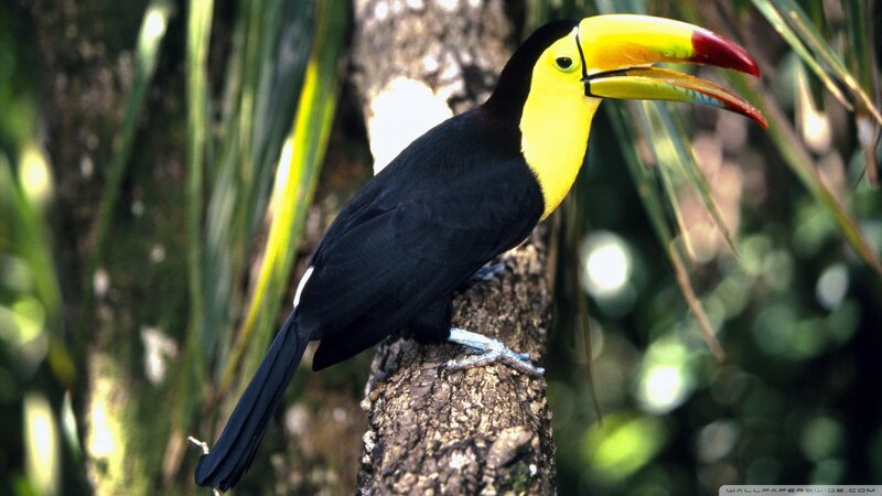 Toucan on Tree Branch — Black, Natural
