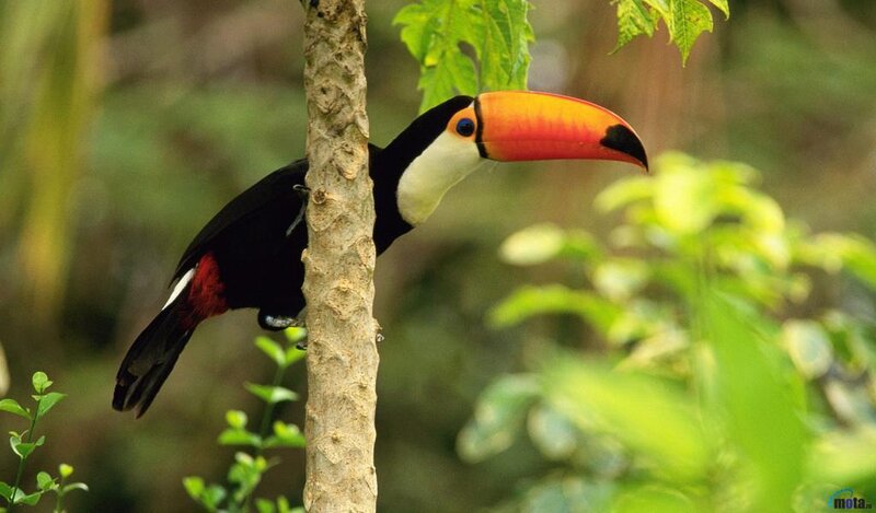 Toucan on Tree Branch — Black
