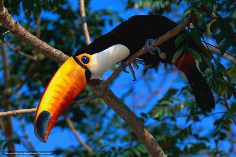 Toucan on Tree Branch — Blue, Natural