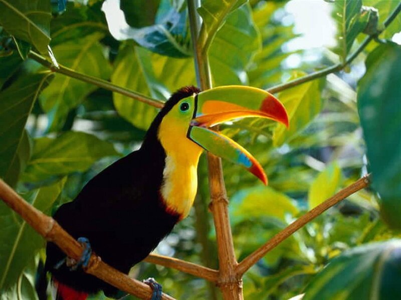 Toucan on Tree Branch — Green, Natural, Afternoon