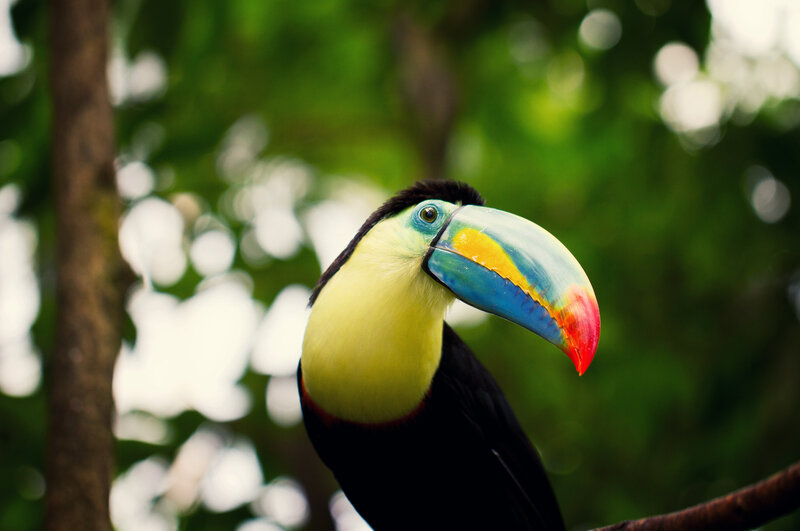 Toucan on Tree Branch — Green, Natural, Photograph