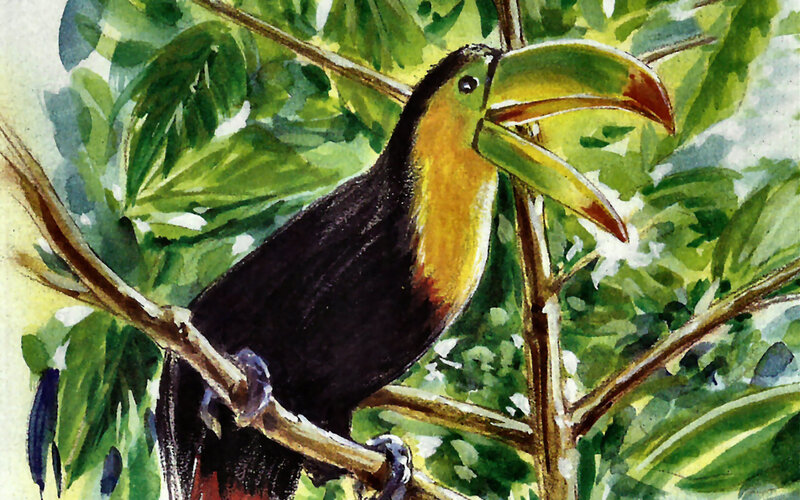 Toucan on Tree Branch — Green, Natural