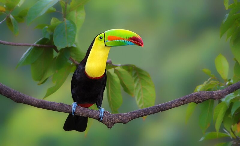 Toucan on Tree Branch — Green, Serene
