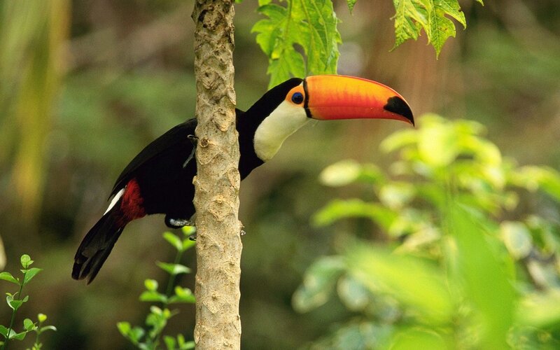 Toucan on Tree Branch — Green