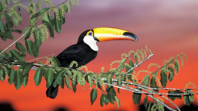 Toucan on Tree Branch — Red
