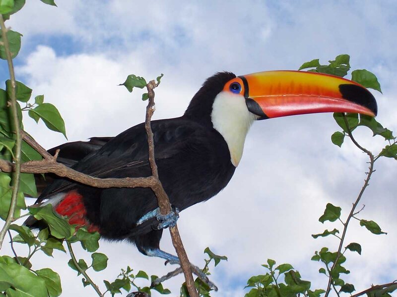 Toucan on Tree Branch