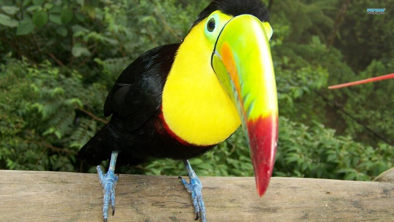 Toucan on Wooden Perch