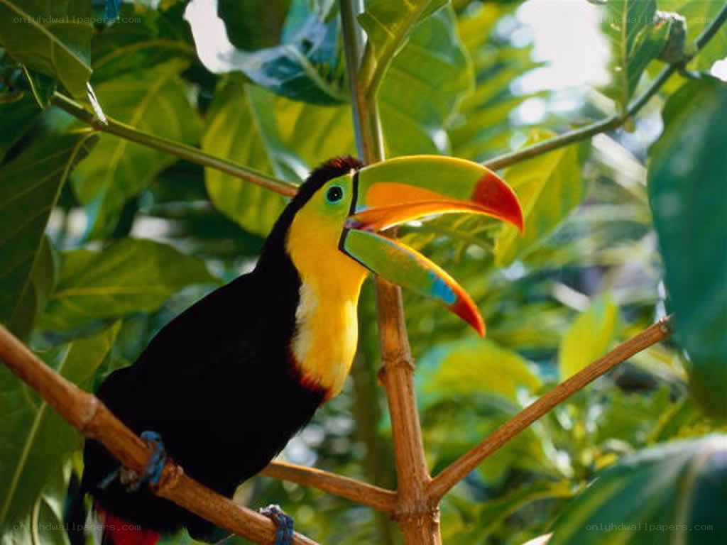 Toucan perched on a branch